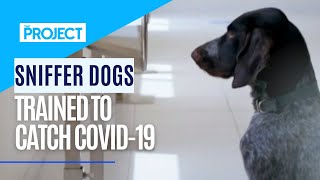 COVID-19: Sniffer Dogs Trained To Detect Covid