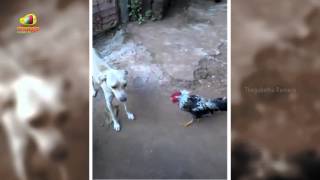 Brave Cock Hunts a Dog