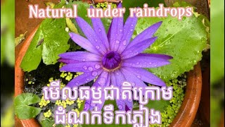 Natural unter raindrops ធម្មជាតិក្រោមដំណក់ទឹកភ្លៀង/Thearum Vong