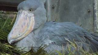 上野動物園　鳥達「フラミンゴの行進」