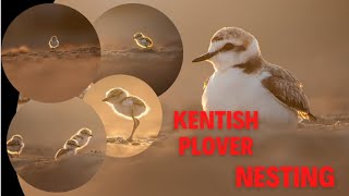 Kentish plover life