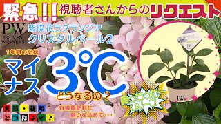 株が大丈夫なのか駄目なのかは○○で分かります、落葉樹は寒い時期心配ですね【ガーデニング】【園芸】グリーンアドバイザーが実践栽培！ラグランジアの一年間の花記録【冬の管理】植え方・育て方