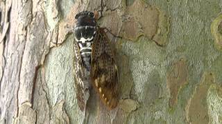 Cicadia (Cicada) in Japan by Philosopher's Pathway in Kyoto