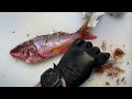 dry age fish at home part 1