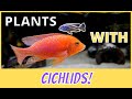 Doing the IMPOSSIBLE in a cichlid tank!