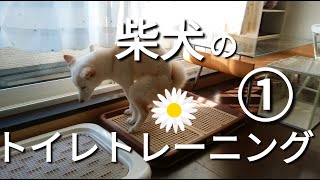 【しつけ】柴犬のトイレトレーニング①