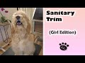 Sanitary Trim (Female Dog Edition) - Gina's Grooming