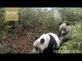 Cute Alert! Surveillance camera catches frolicking wild pandas