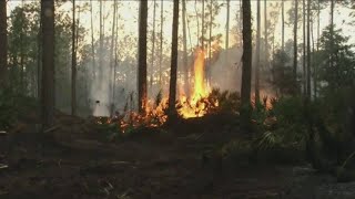 Brush fire investigated as arson