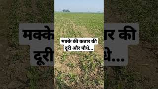 रबी में मक्के की खेती / rabi season me makke ki kheti / maize farming in Rabi