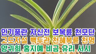 인기풍란 자신전 보복륜 천모단 고도지설 백두관 천혜복륜 천명 양귀희 홍지예 비금 유리 서시 (풍란부귀란) [꽃밭에서 난원]석곡 춘란 난초 난테크 orchid 명품풍란 희귀난 정원