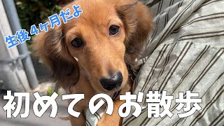 カニンヘンダックスフンドの小犬の初めての散歩！！まさかのお座り？！/vlog/生後４ヶ月小犬/同棲カップル