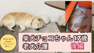 柴犬チョコちゃん17歳　老犬介護　後編