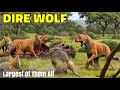 Dire Wolf || Tales Of Forgotten