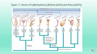 Lophotrochozoa and Phylum Cycliophora