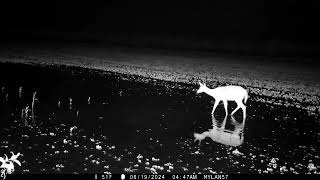 Whitetail deer reflection from the moonlight