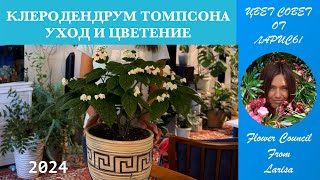 КЛЕРОДЕНДРУМ ТОМПСОНА | УХОД И ЦВЕТЕНИЕ 2024