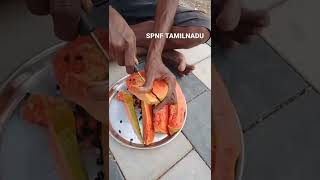 Country variety Natural papaya|இயற்கையில்   நாட்டு பப்பாளி|SPNF Natural Farming|இயற்கை விவசாயம்|