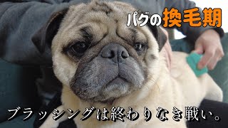 【換毛期】ブラッシングにうとうとするパグと、毛と奮闘する飼い主。【パグ】