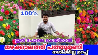 How to care plants in rainy season /മഴക്കാലത്ത് പത്തുമണി ഇങ്ങനെ ചെയ്തില്ലെങ്കിൽ  നശിക്കുംഉറപ്പ്