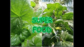 How To Grow Bele (Abelmoschus Manihot, Tonga Spinach, Aibika)| Super Healthy Food