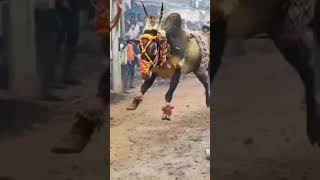 bull jumping HORI HABBA | BULL RACE | High speed | #horihabba #haveri #hori #habba #bull