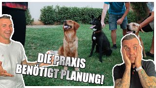 Schritt für Schritt den Hund kontrollieren!