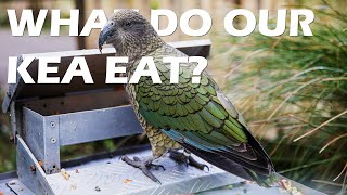 What Do Our Kea Eat?