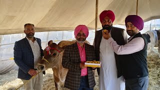 ਜਰਸੀ ਗਾਂ ਦੁੱਧ ਚੁਆਈ ਜੇਤੂ #PDFA ਓਂਕਾਰ ਡੇਅਰੀ ਫਾਰਮ ਪ੍ਰੋਵੇਟ ਫੀਡ ਦਾ ਰਿਜਲੱਟ