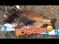 チヌ爆釣！ノマセでハマチ！色々釣れてる南芦屋浜 fishingmax芦屋店