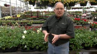 Columbine offers gorgeous flowers through spring