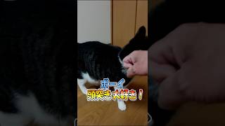 頭突き大好き①#shorts#猫#猫動画#猫好き