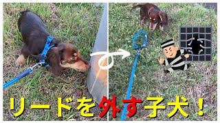 【#shorts】散歩中に逃走！自らリードを外し自由を求める子犬がここに！【ミニチュアダックス】