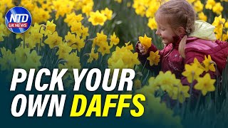 Fields of Daffodils in Need of Harvesting | NTD UK News