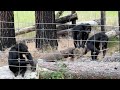 Sanctuary Chimpanzees Use Tools to Flush Out Snake