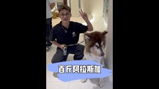 虽然是公的但是腌了所以扎两辫子不反对吧#宠小哥洗护#美的元气洗烘套装#美的以旧换新