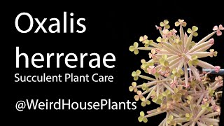 Oxalis herrerae Plant Care