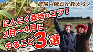 有機栽培のプロが教える！ニンニク栽培で絶対にやるべき【除草・追肥・虫対策】