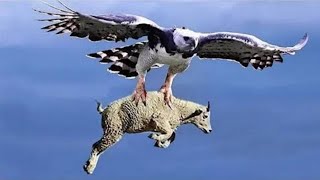 जब बाज ने उठा लिया बकरी का बच्चा | Most Incredible Eagle Attacks | Eagle Catch Baby Mountain Goat