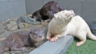 カワウソ赤ちゃんロッキー親子の１日のルーティーン Otter Rocky Family Daily Routine【baby otter】