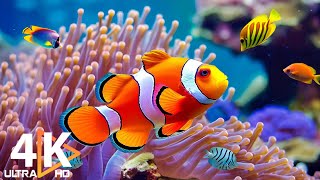 Aquarium 4K VIDEO (ULTRA HD) 🐠 Beautiful Coral Reef Fish - Relaxing Sleep Meditation Music #45