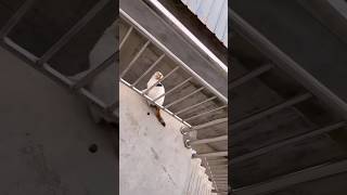 നാറാണത്ത് ഭ്രാന്തൻ ആയ പൂച്ച #shortvideo #comedy #cat