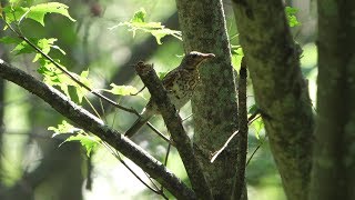 河口湖フィールドセンターのクロツグミ（幼鳥）その１２（4K60P動画）