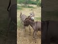 donkeys youtubeshorts shorts pets shortsviral