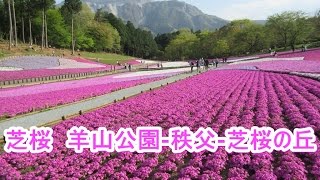 花【芝桜】芝桜の丘 羊山公園 秩父 2015/04/23撮影　№01