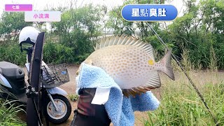 七股小流溝釣星點臭肚 #釣魚