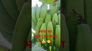 भारत के नंबर वन फसल#केला #🍌#viral #sorts #टेरेंडिंग #shortsfeed #केला#youtube#चैनल_सब्सक्राइब करें