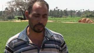 Bio-Landwirtschaft ist in Ägypten auf dem Vormarsch