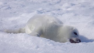 アザラシの赤ちゃん、僕はお寿司を食べている夢を見ていたのに、周りは氷だったので、また寝ます。