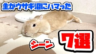 主がうさぎ沼にハマったウサギの行動7選www EP869